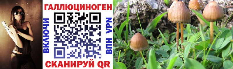 Галлюциногенные грибы MAGIC MUSHROOMS где купить наркоту Майкоп